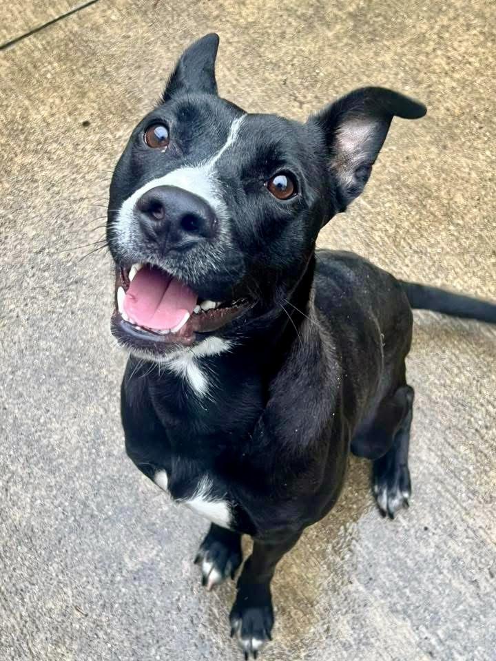 Annelle, an adopted mixed breed in Chicago, IL image 2/5