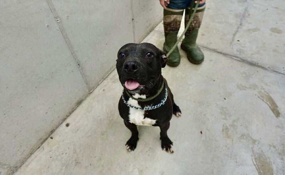 Dash, Adoptable, Young Male Mixed Breed.
