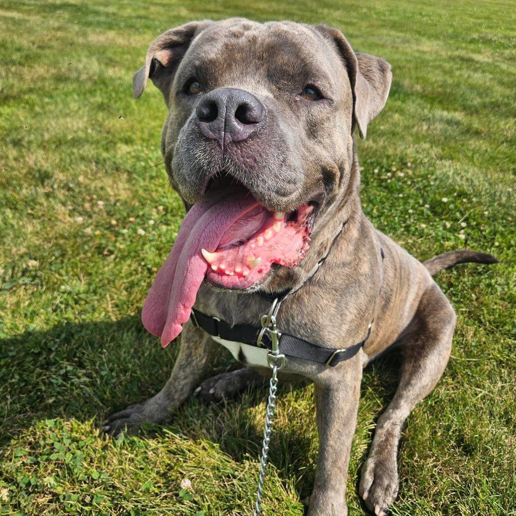 Tito, Adoptable, Adult Male Cane Corso & Mixed Breed.