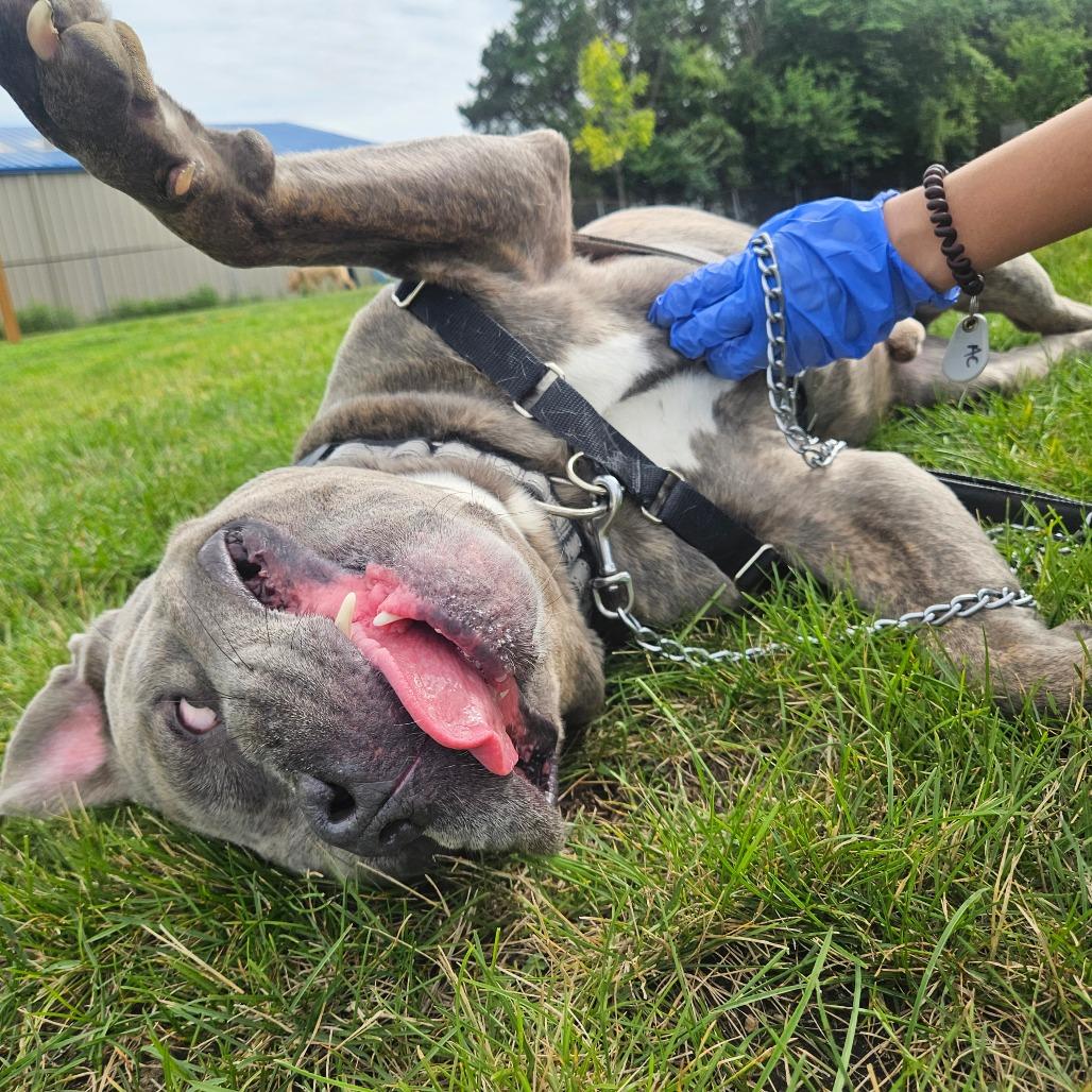 Enlarge Tito, a Adoptable mixed breed in Champaign, IL image 2/6