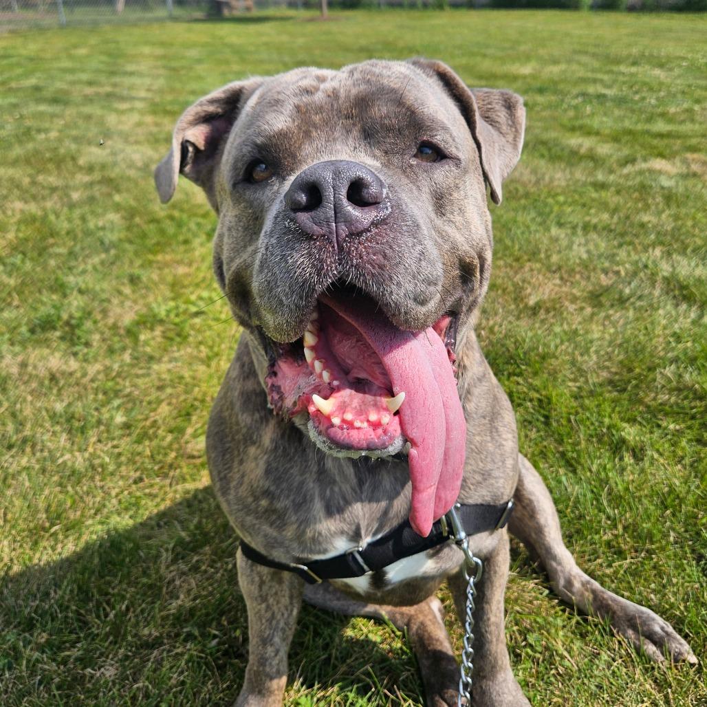 Enlarge Tito, a Adoptable mixed breed in Champaign, IL image 3/6