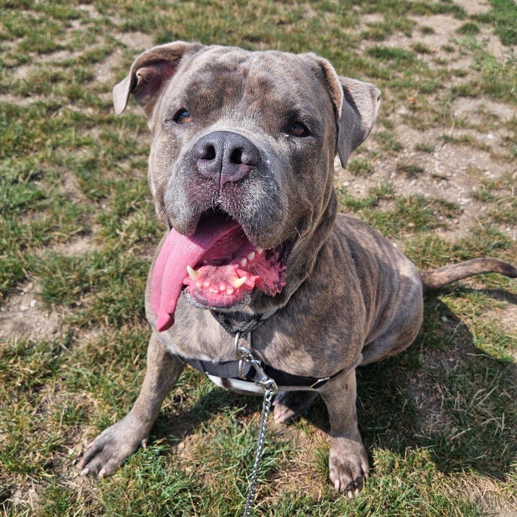 Enlarge Tito, a Adoptable mixed breed in Champaign, IL image 4/6