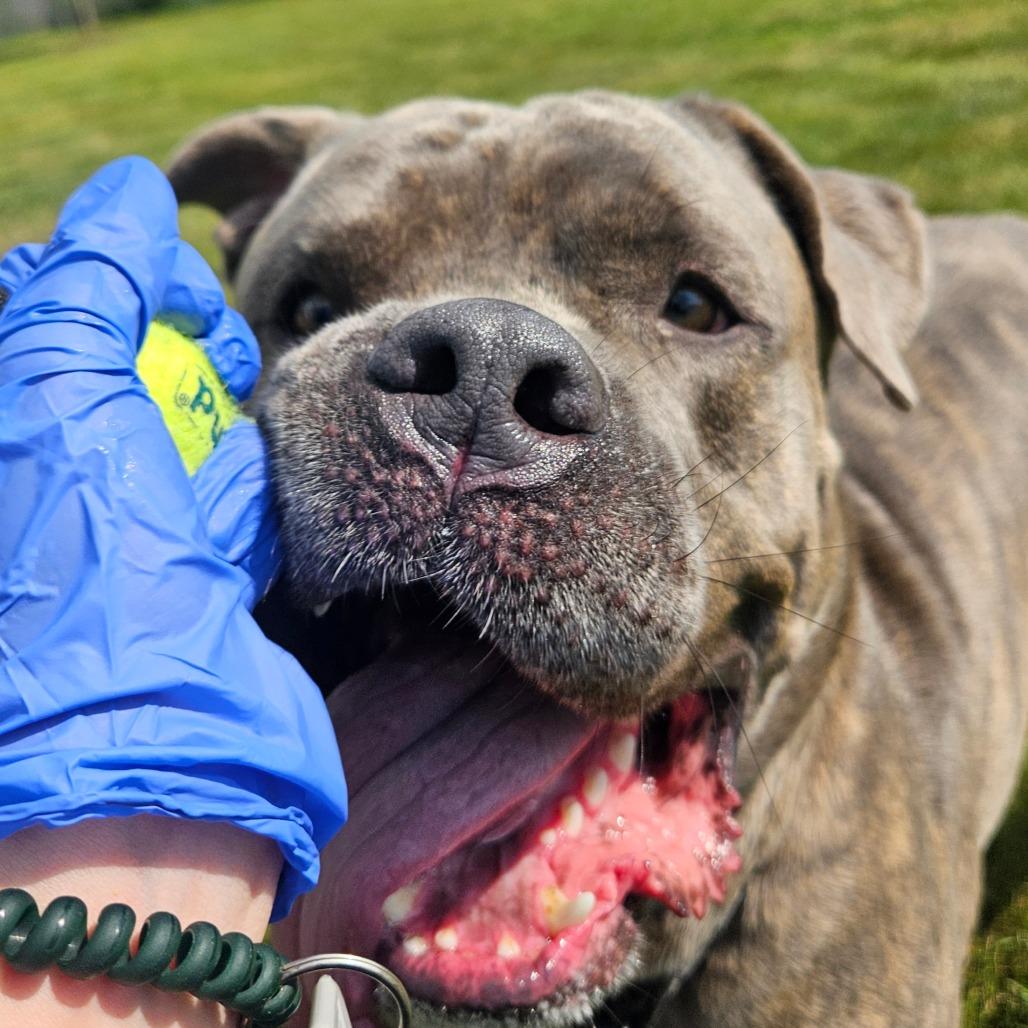 Enlarge Tito, a Adoptable mixed breed in Champaign, IL image 5/6