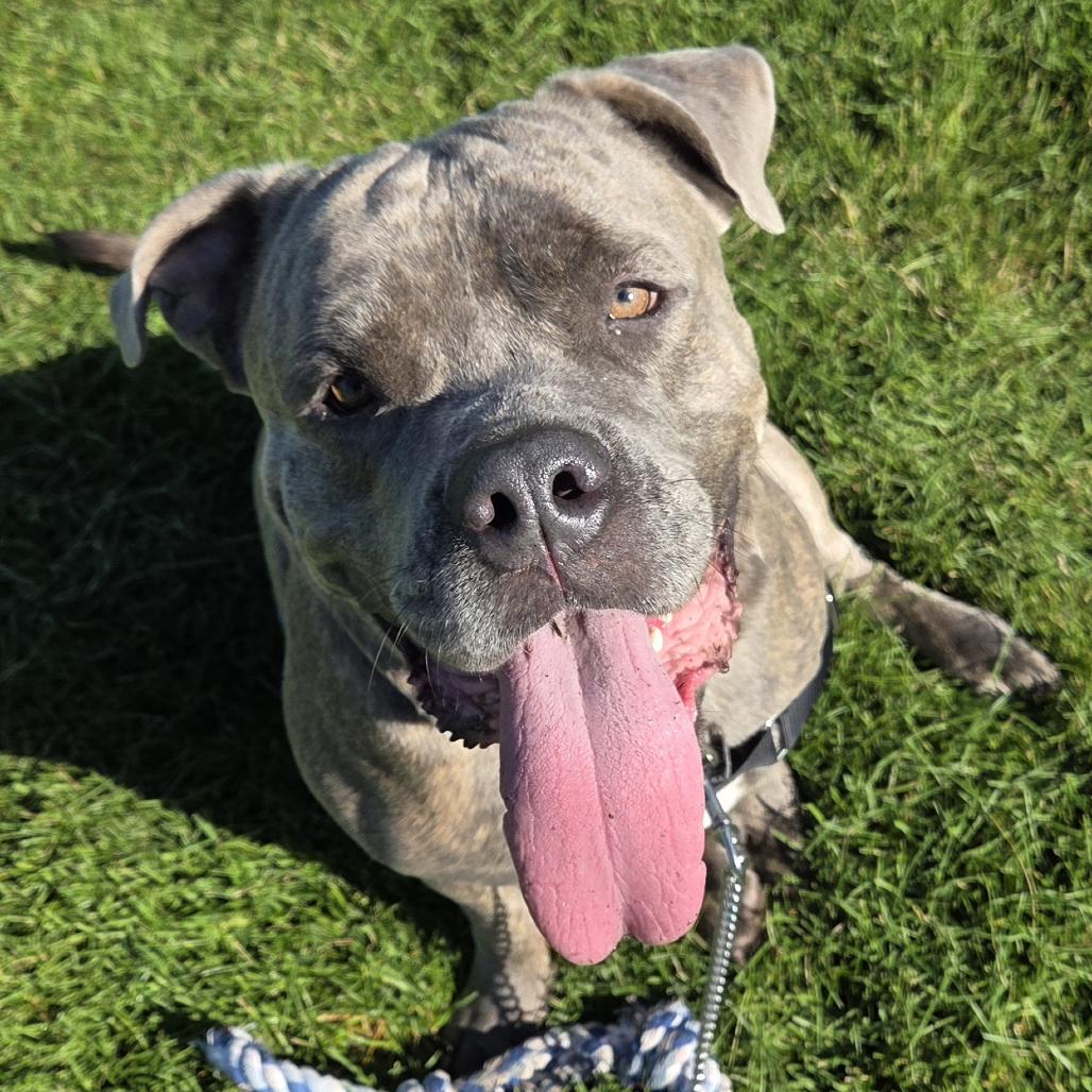 Enlarge Tito, a Adoptable mixed breed in Champaign, IL image 6/6