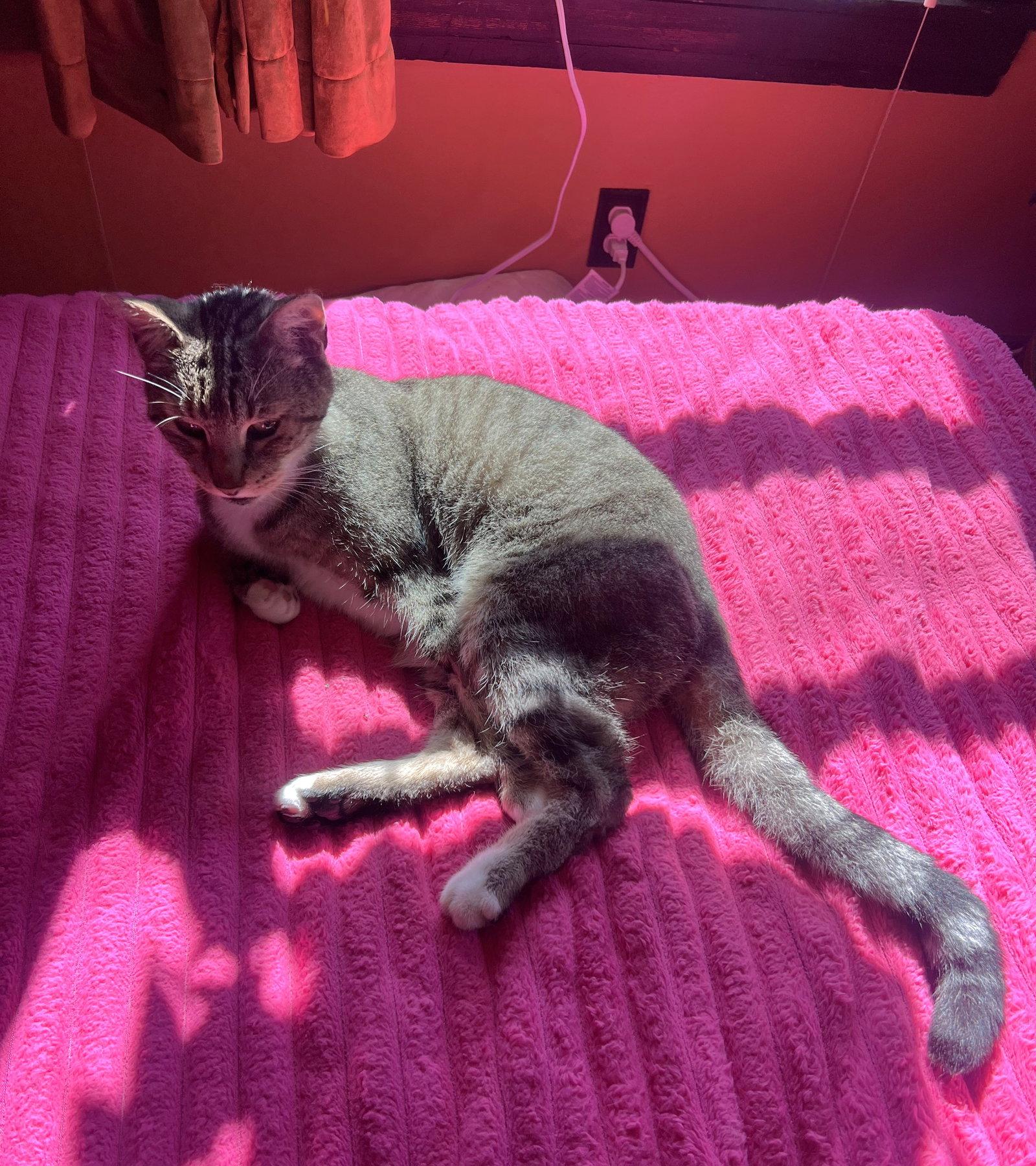 Boise, Adoptable, Adult Male Domestic Short Hair.