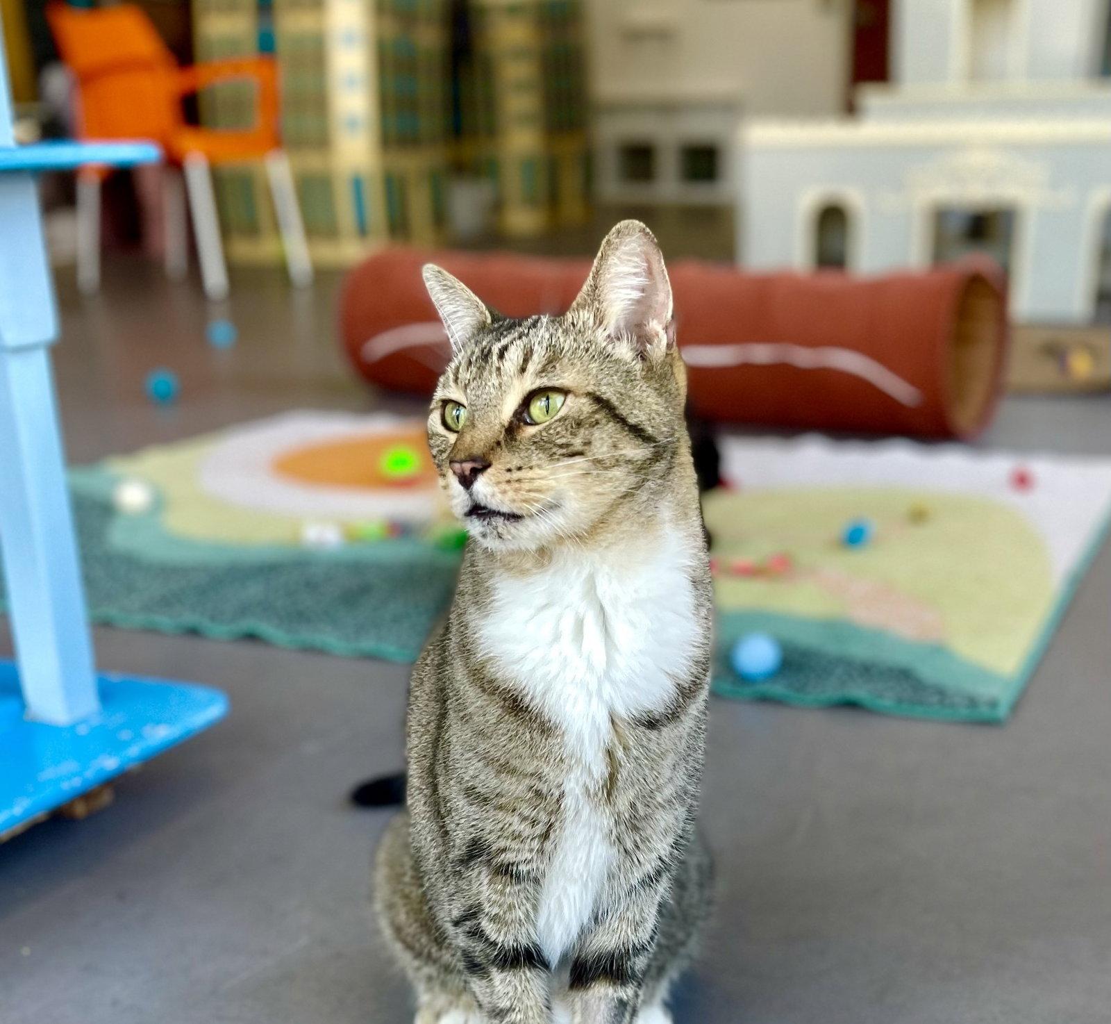 Enlarge Boise, a Adoptable Domestic Short Hair in Oakland, CA image 3/3