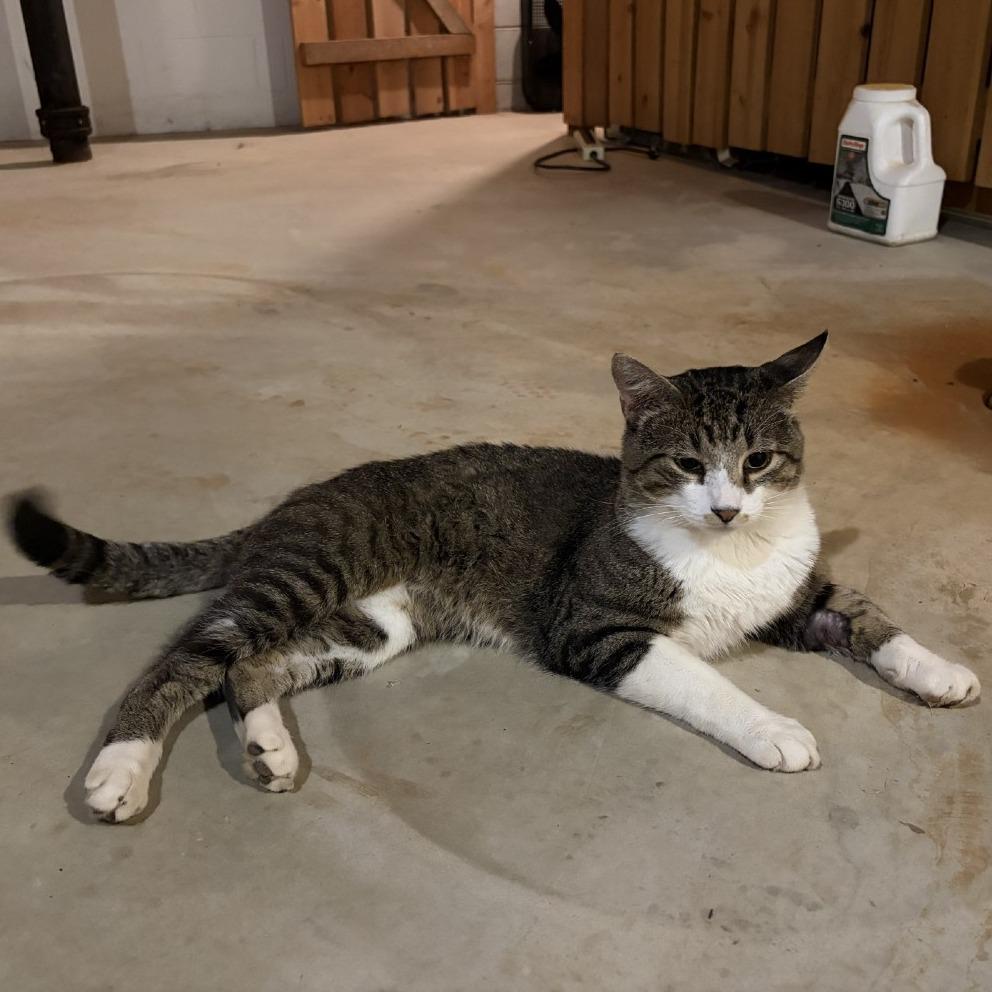 Enlarge Oliver, a Adoptable Domestic Short Hair in Brookfield, WI image 1/3