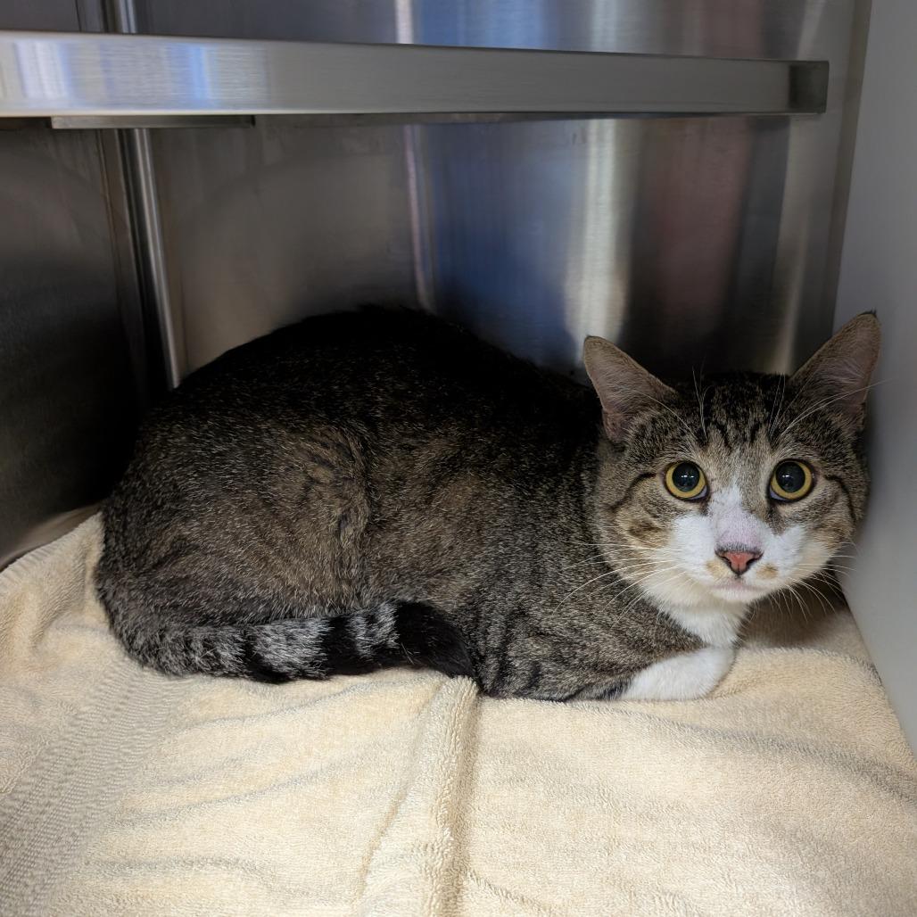 Enlarge Oliver, a Adoptable Domestic Short Hair in Brookfield, WI image 2/3