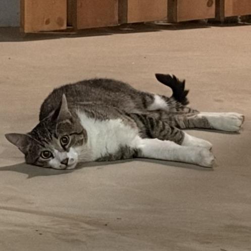 Enlarge Oliver, a Adoptable Domestic Short Hair in Brookfield, WI image 3/3