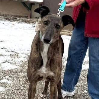 Bojangles, ADOPTABLE, Adult Male Greyhound & Lurcher.