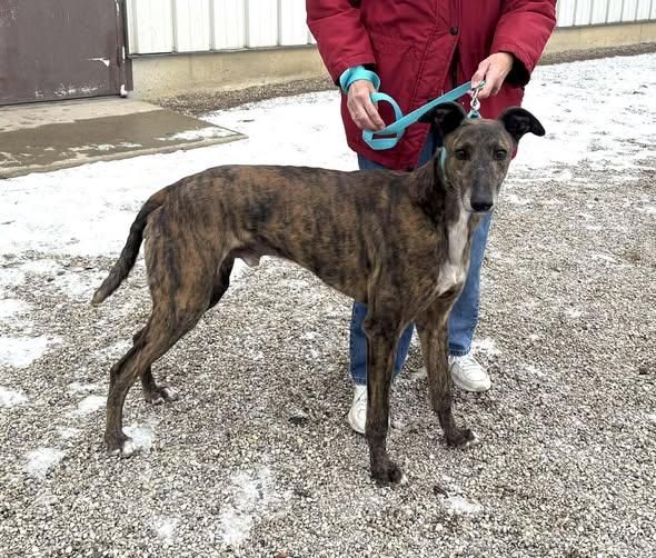 Bojangles, a ADOPTABLE mixed breed in Indianapolis, IN image 2/3