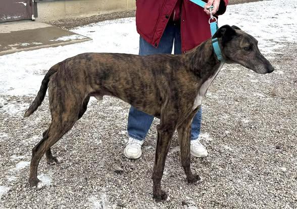 Bojangles, a ADOPTABLE mixed breed in Indianapolis, IN image 3/3