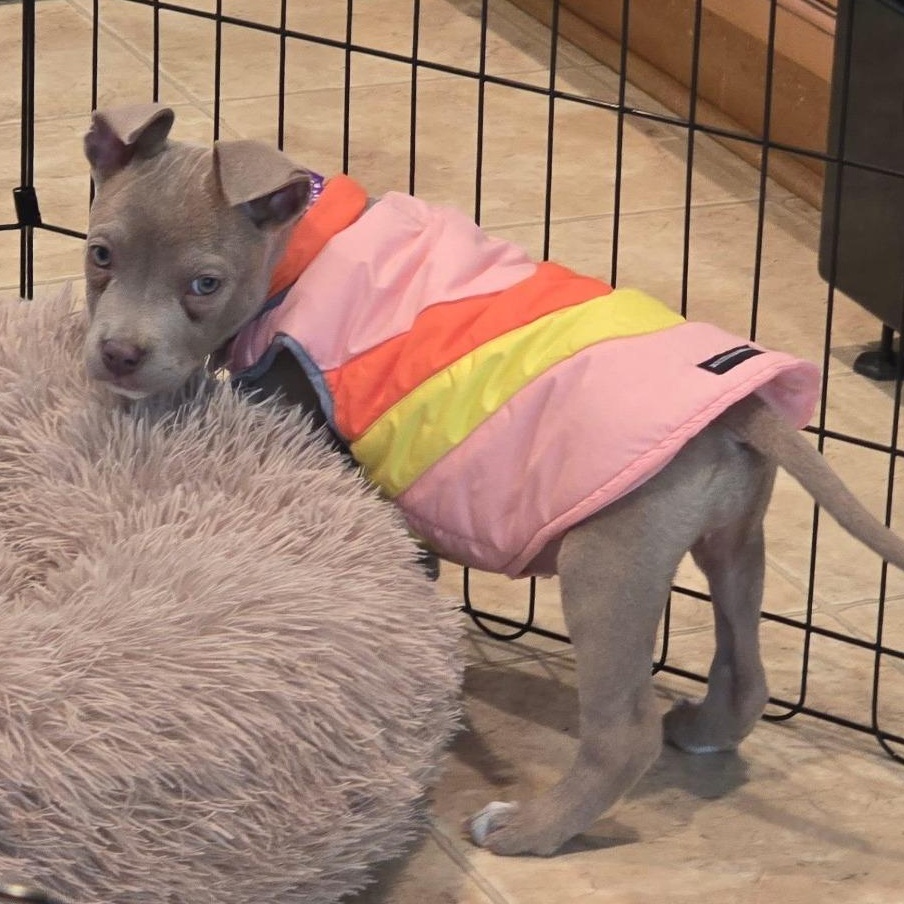 Hazel, adopted, Puppy Female Pit Bull Terrier.