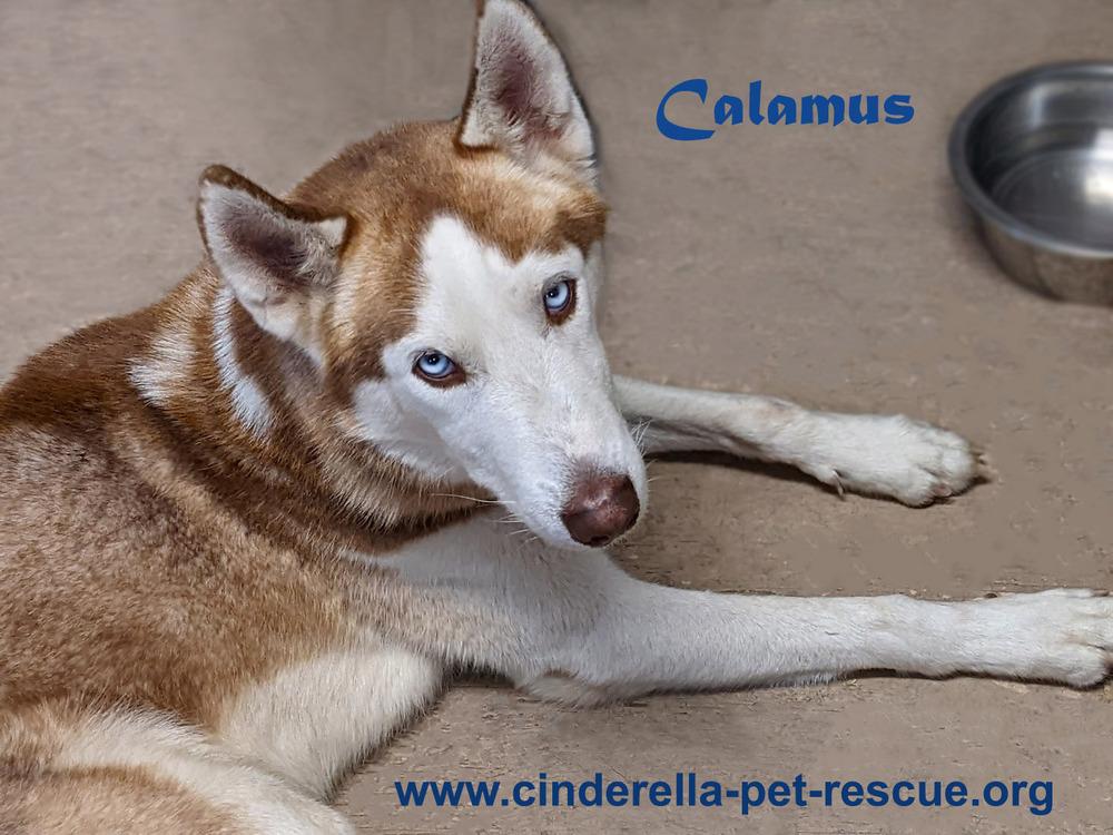 Enlarge Calamus, a Adoptable Siberian Husky in Mission, TX image 1/6
