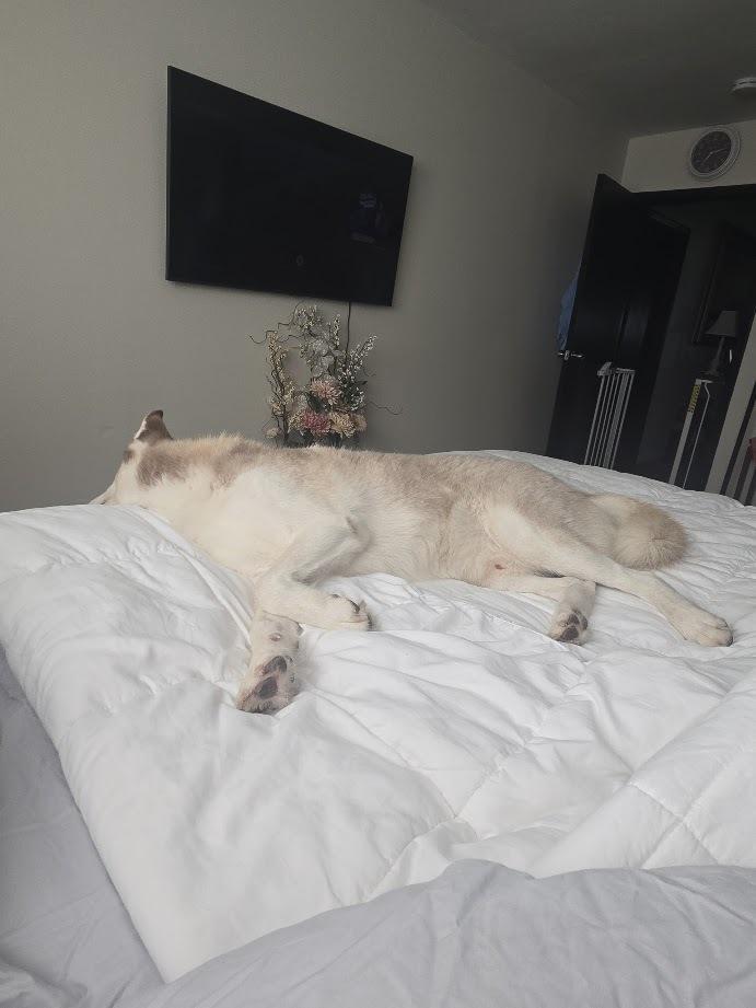 Enlarge Calamus, a Adoptable Siberian Husky in Mission, TX image 2/6