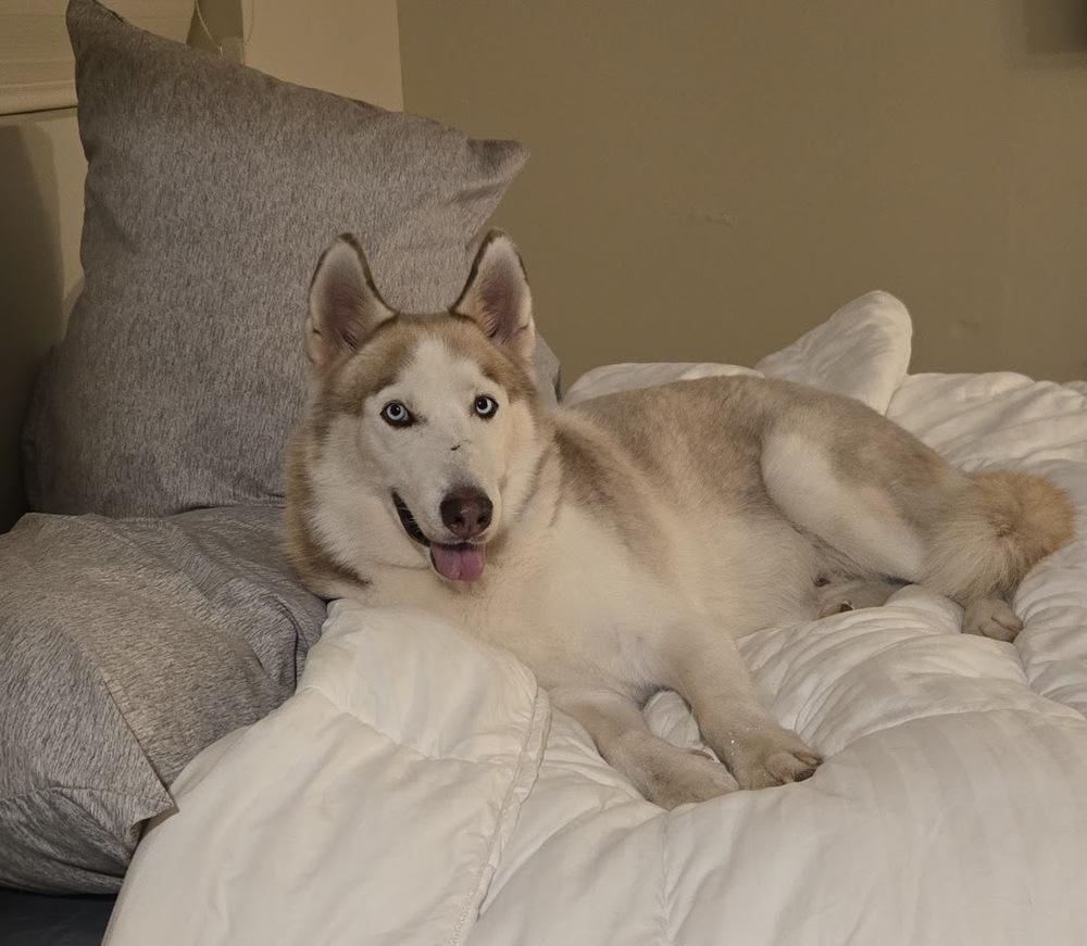 Enlarge Calamus, a Adoptable Siberian Husky in Mission, TX image 3/6