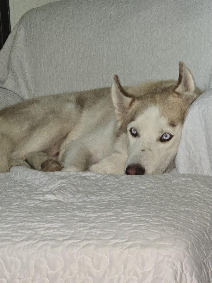 Enlarge Calamus, a Adoptable Siberian Husky in Mission, TX image 4/6