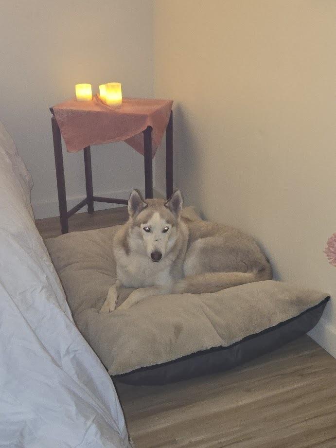 Enlarge Calamus, a Adoptable Siberian Husky in Mission, TX image 5/6