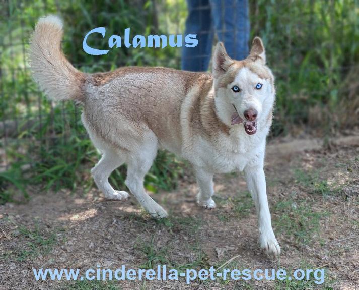 Enlarge Calamus, a Adoptable Siberian Husky in Mission, TX image 6/6