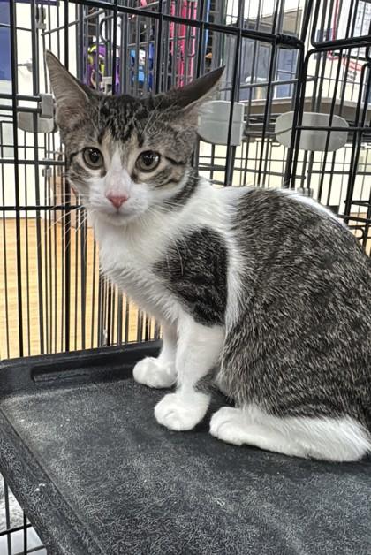 Enlarge Baby Snicket, a Adoptable mixed breed in Oklahoma City, OK image 1/1