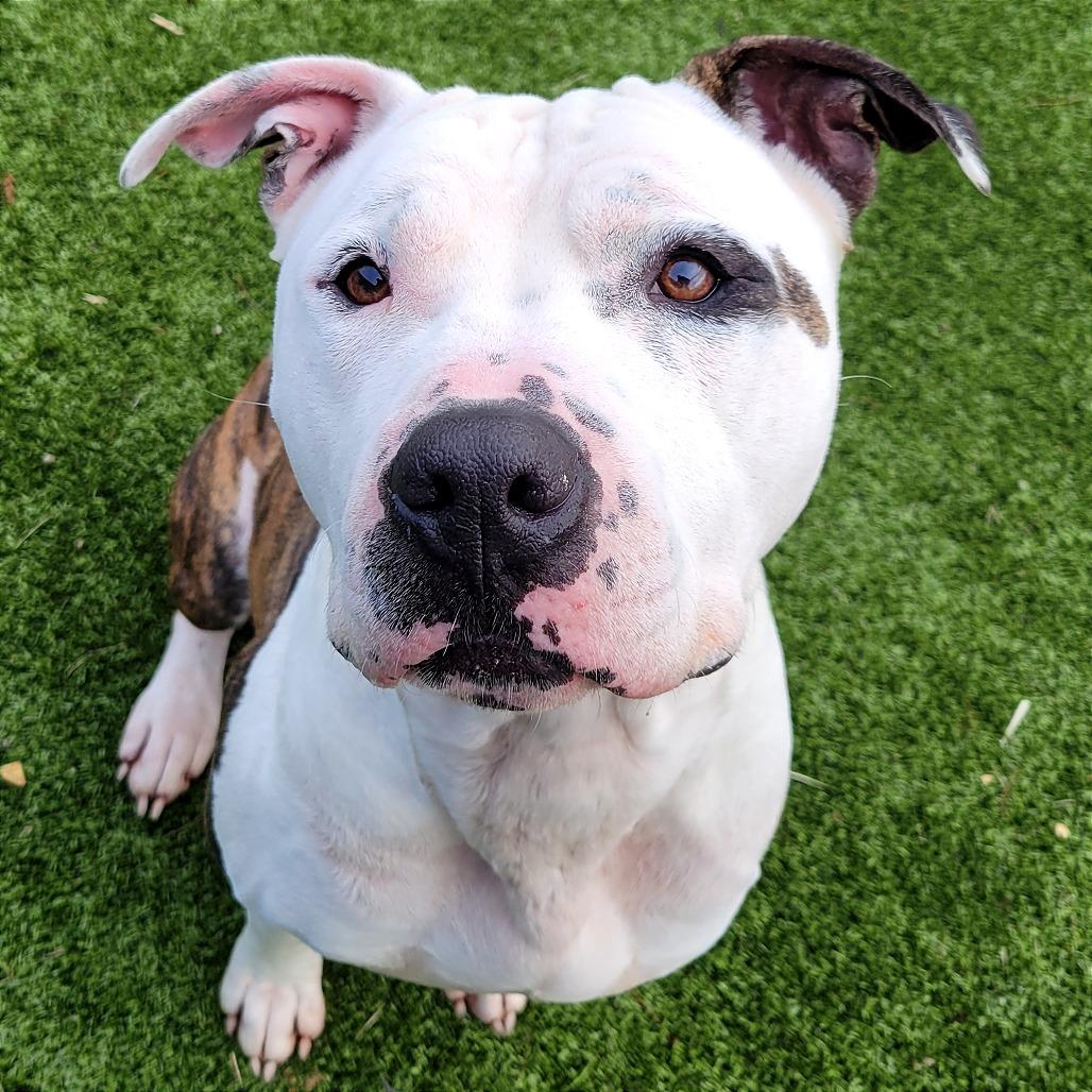 Spot, Adoptable, Adult Male Mixed Breed.