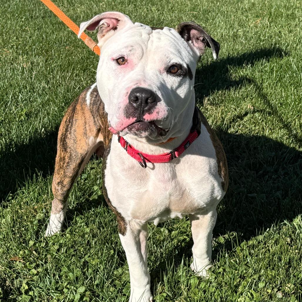 Spot, a Adoptable Mixed Breed in Nashville, IN image 3/6