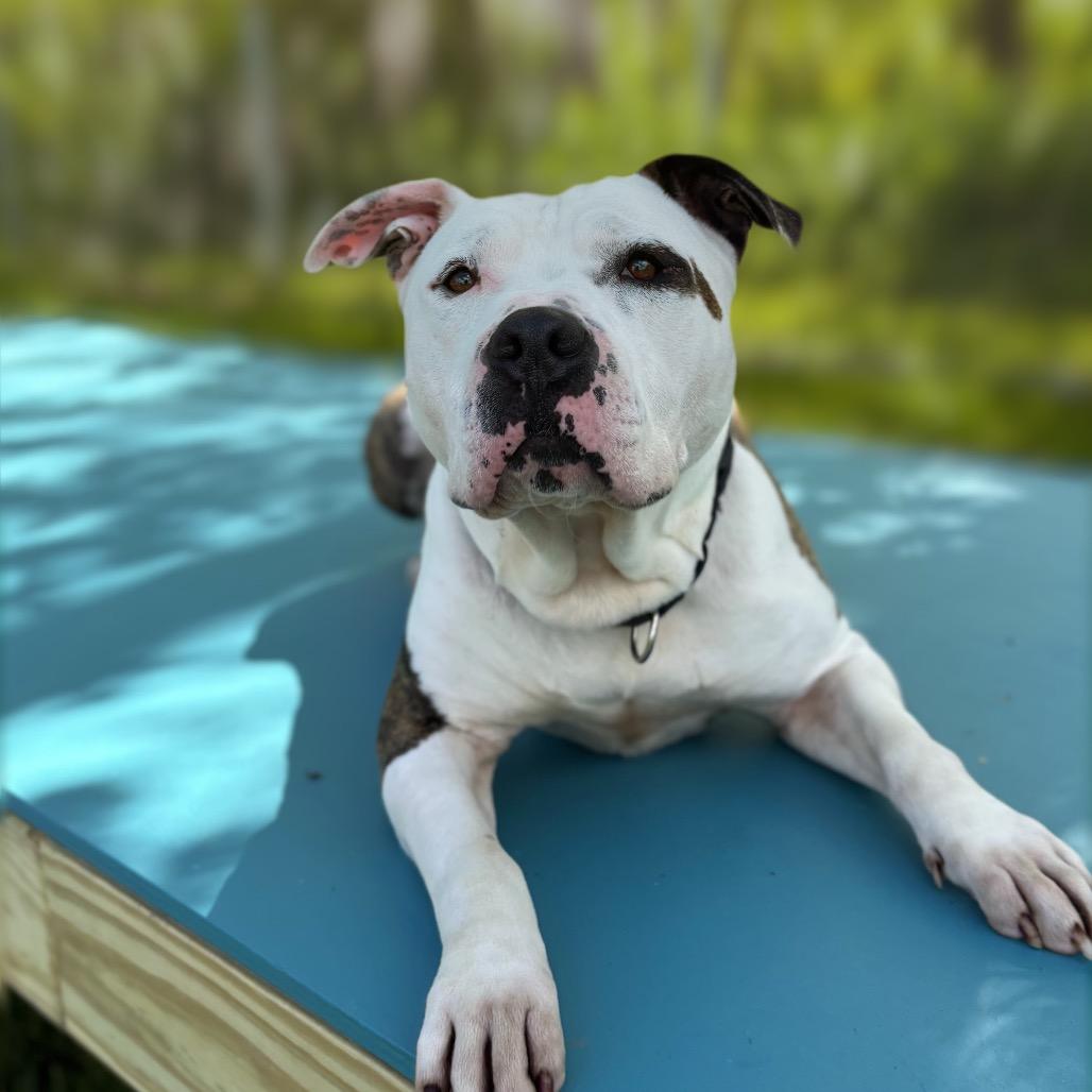 Spot, a Adoptable Mixed Breed in Nashville, IN image 4/6