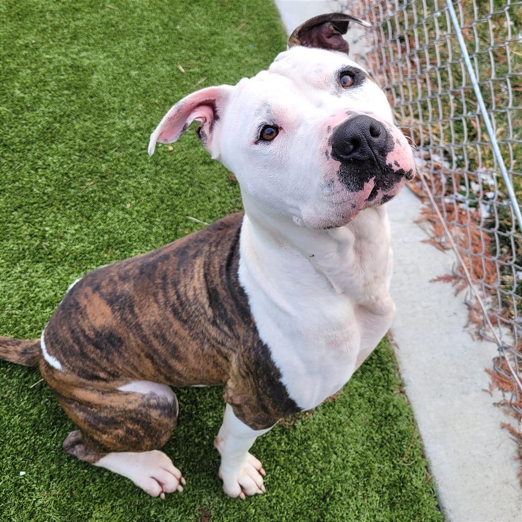 Spot, a Adoptable Mixed Breed in Nashville, IN image 5/6