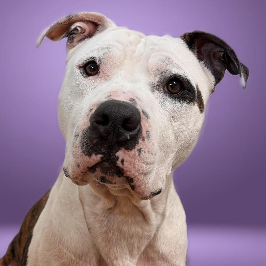Spot, a Adoptable Mixed Breed in Nashville, IN image 6/6