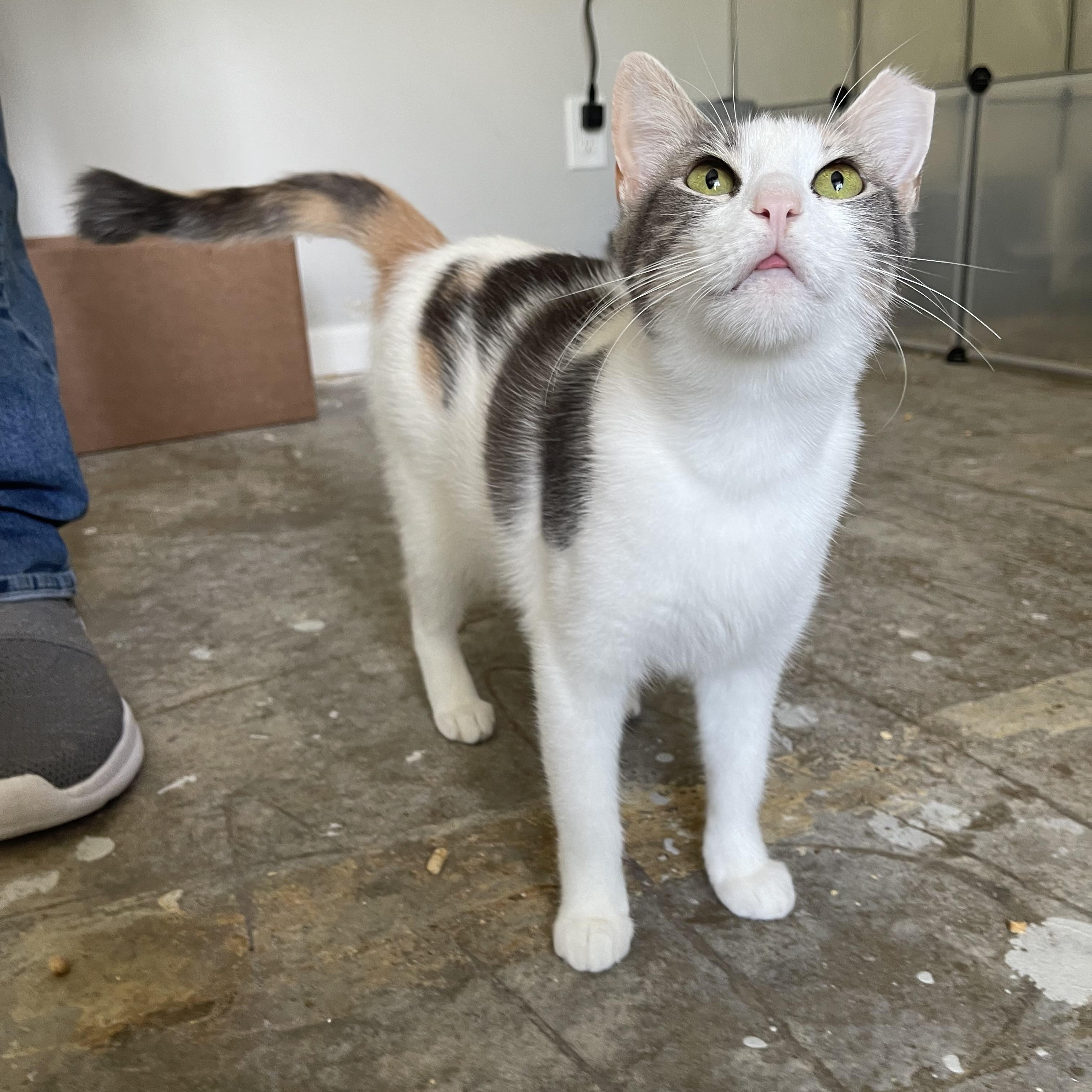 Cashew - Riley Fuzzel Petsmart