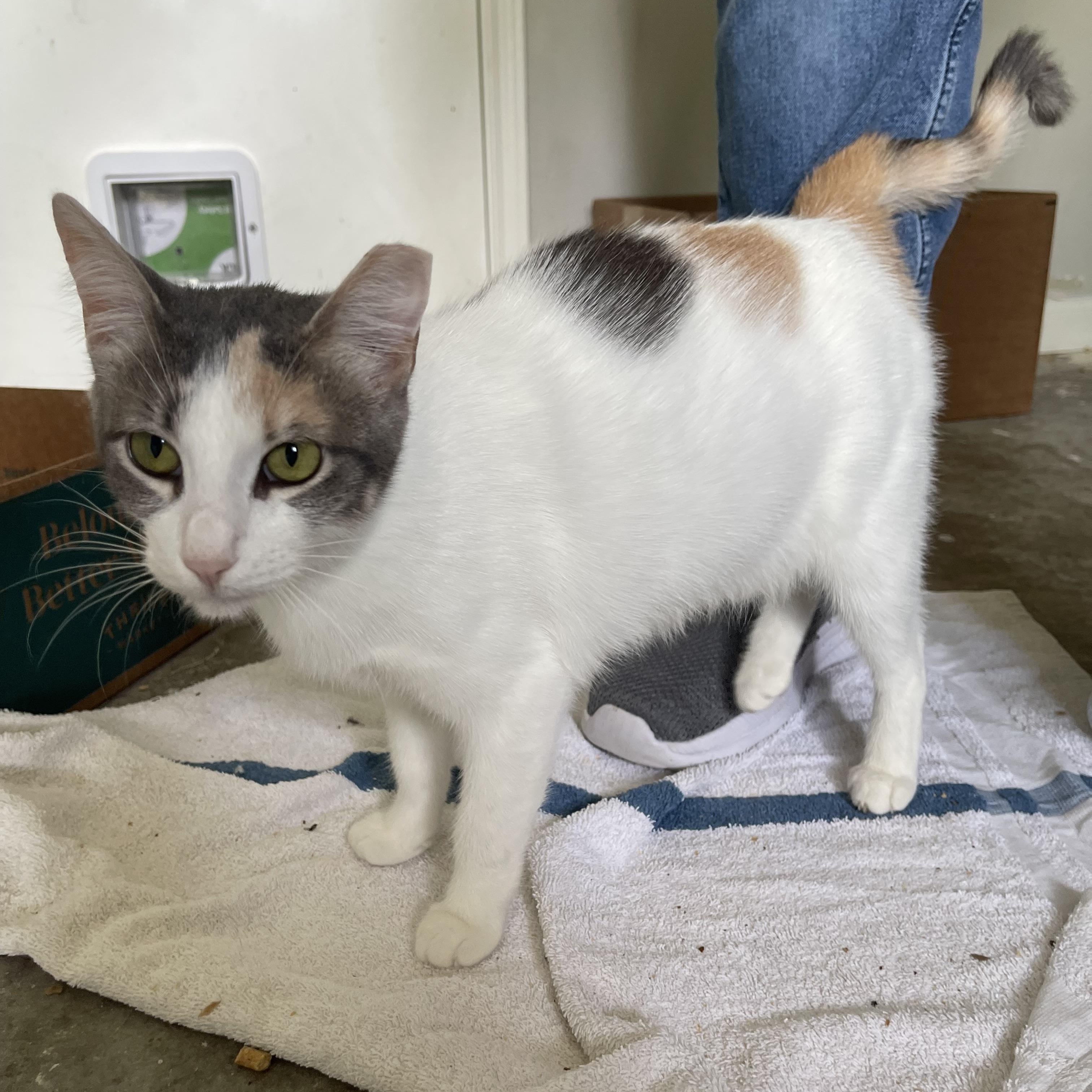 Cashew - Riley Fuzzel Petsmart