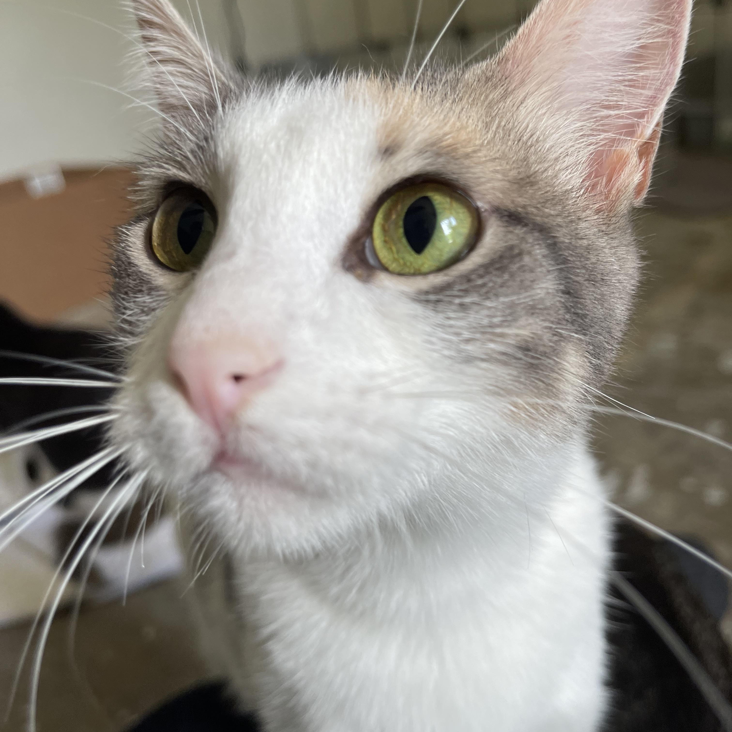 Cashew - Riley Fuzzel Petsmart