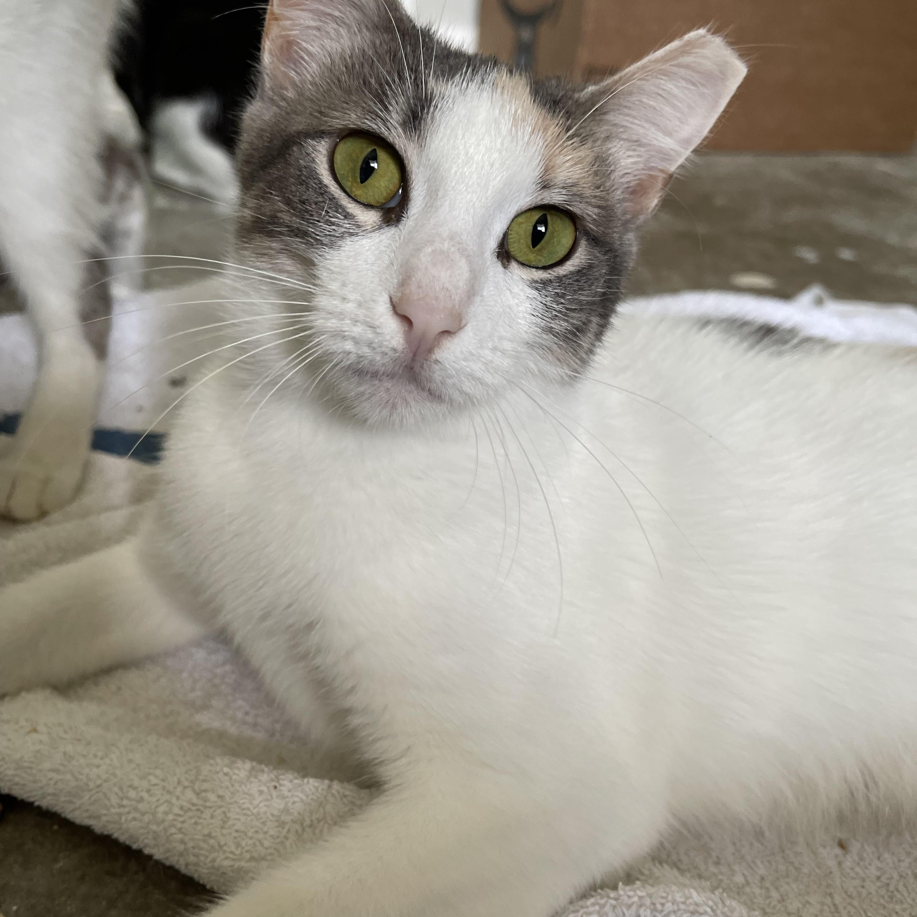 Cashew - Riley Fuzzel Petsmart