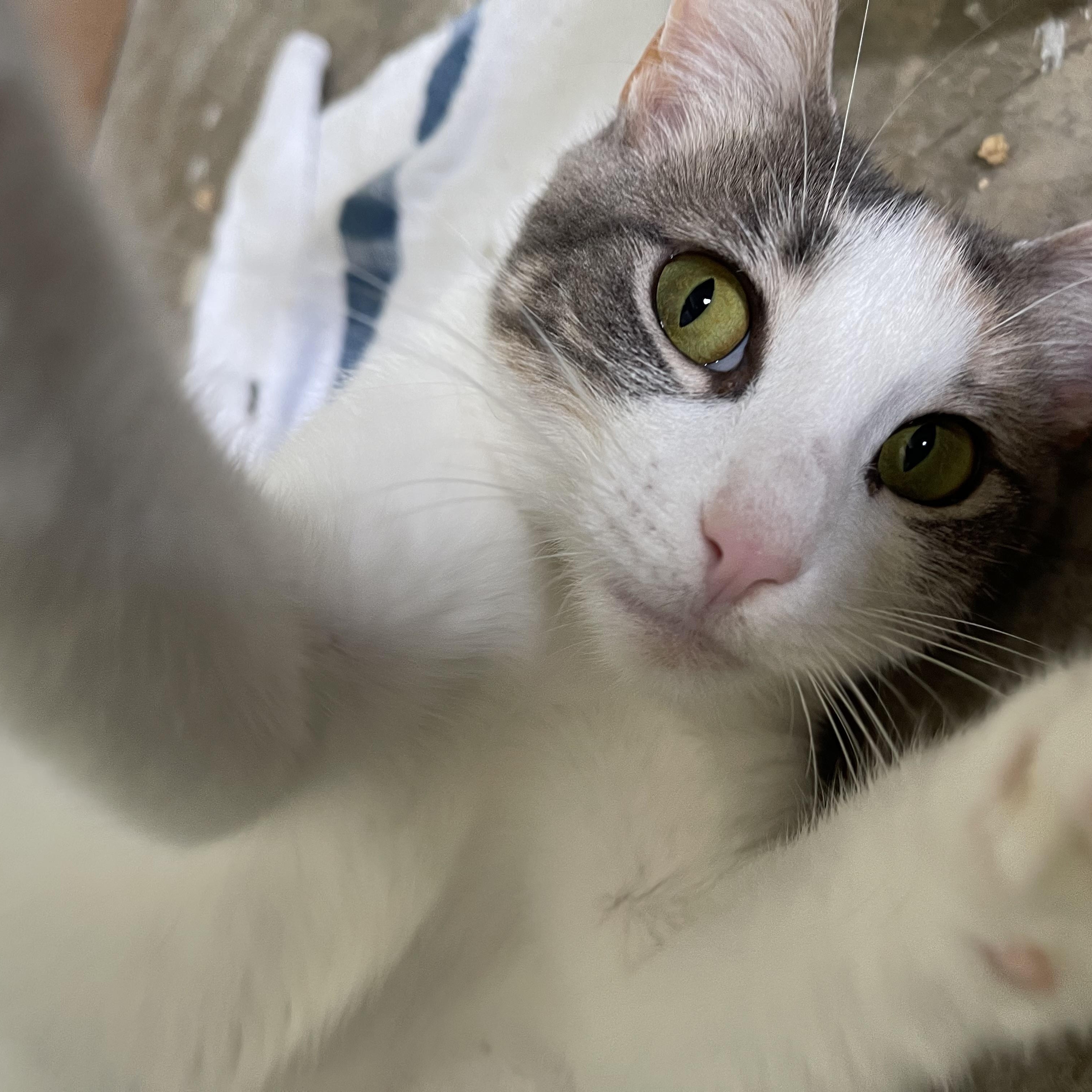 Cashew - Riley Fuzzel Petsmart