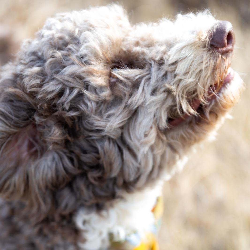 Enlarge Cory, a ADOPTABLE Aussiedoodle in New York, NY image 3/6