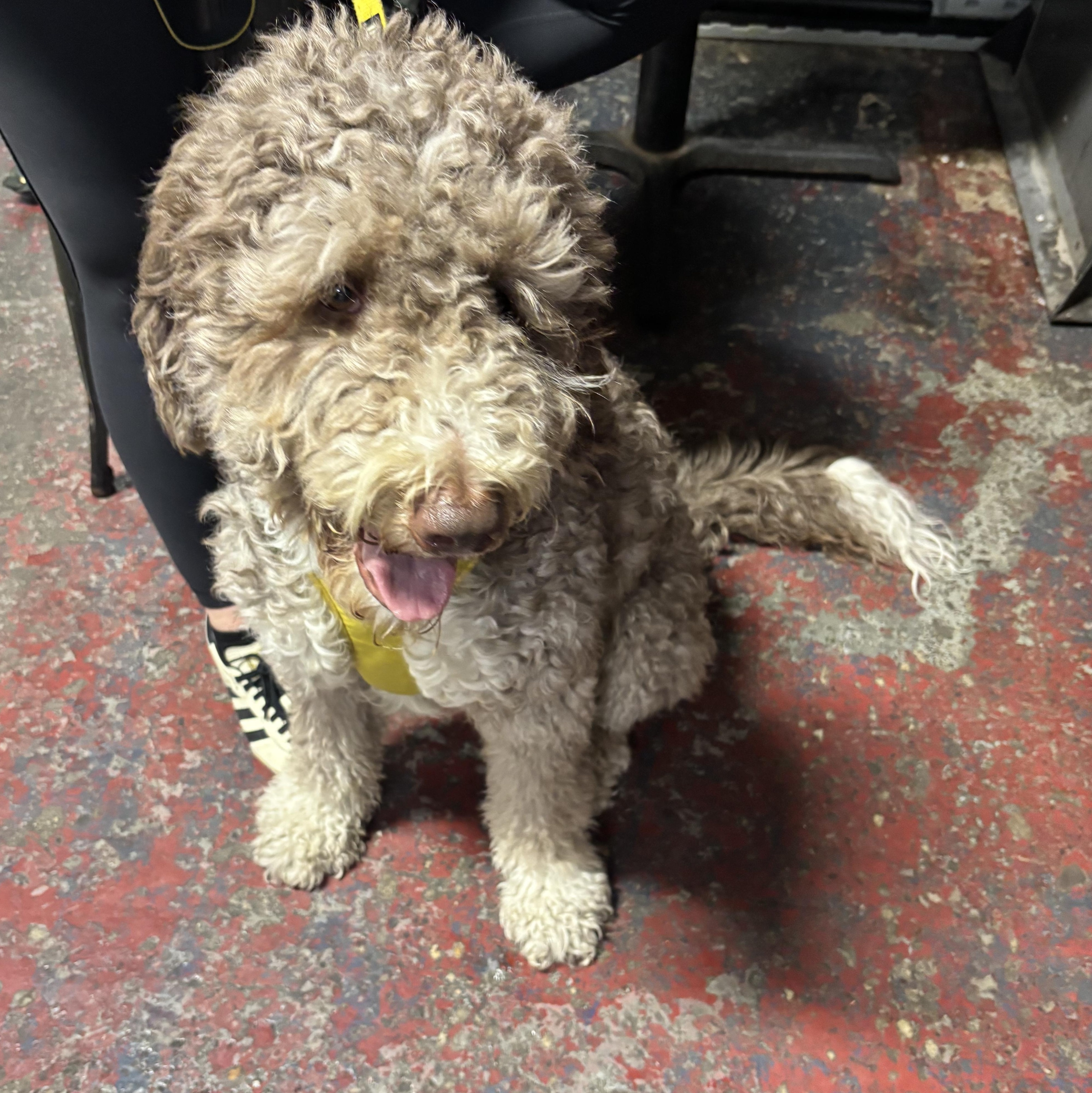 Enlarge Cory, a ADOPTABLE Aussiedoodle in New York, NY image 6/6