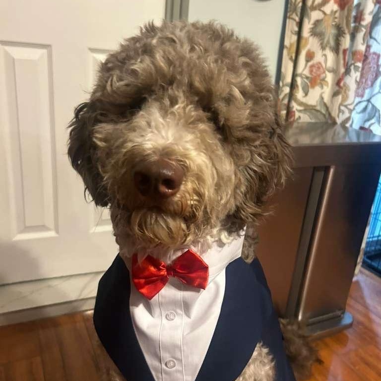 Enlarge Cory, a ADOPTABLE Aussiedoodle in New York, NY image 4/6