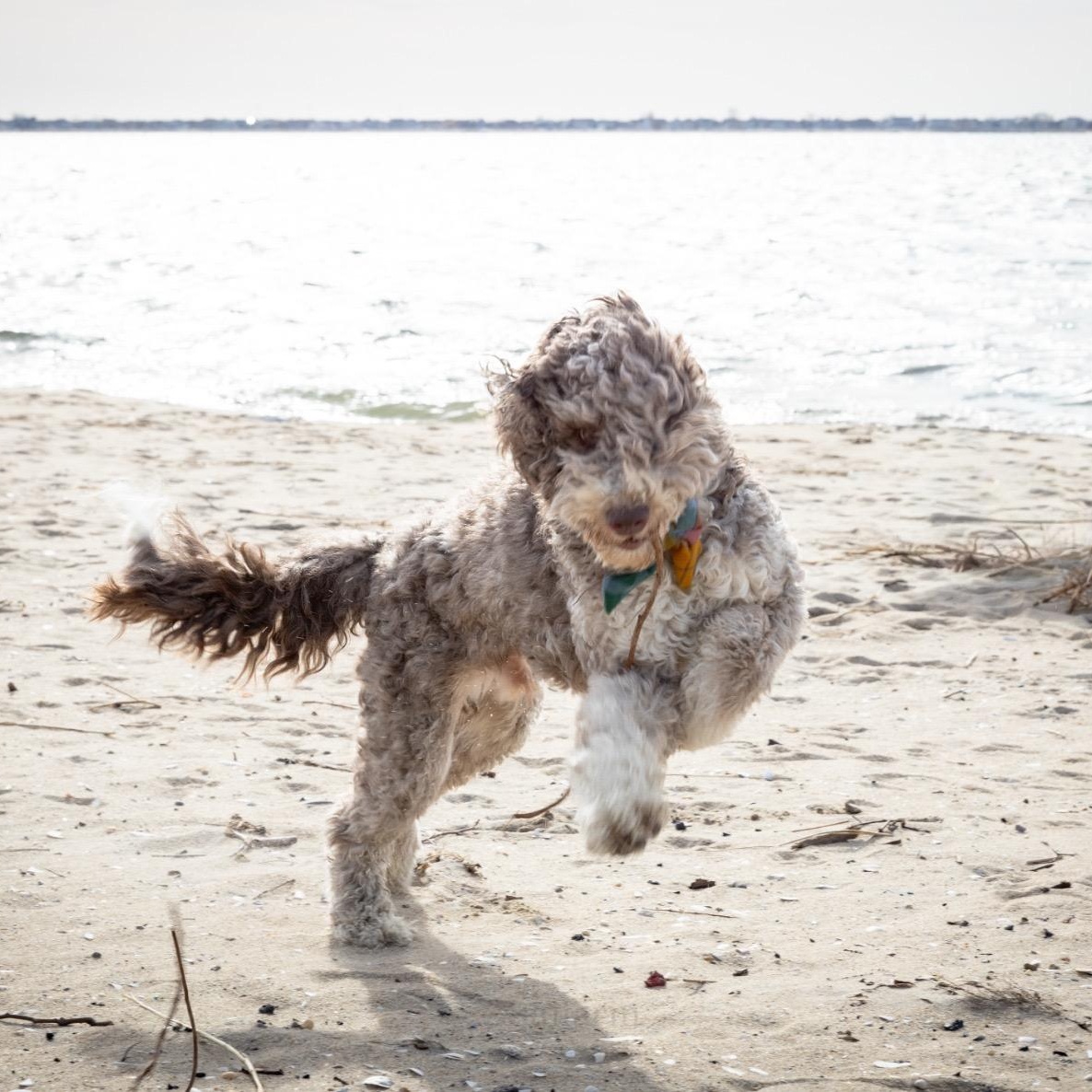 Enlarge Cory, a ADOPTABLE Aussiedoodle in New York, NY image 2/6