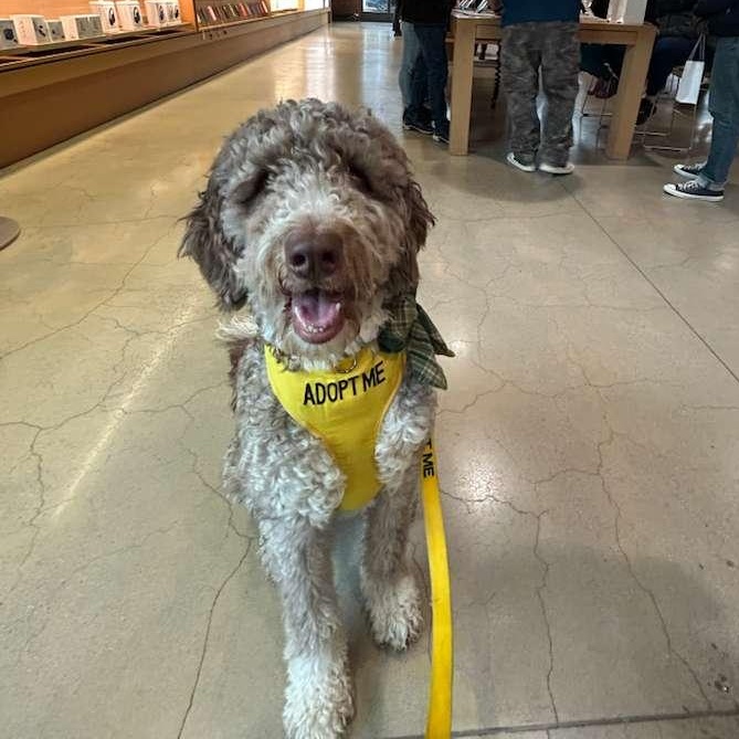 Cory, ADOPTABLE, Adult Male Aussiedoodle.