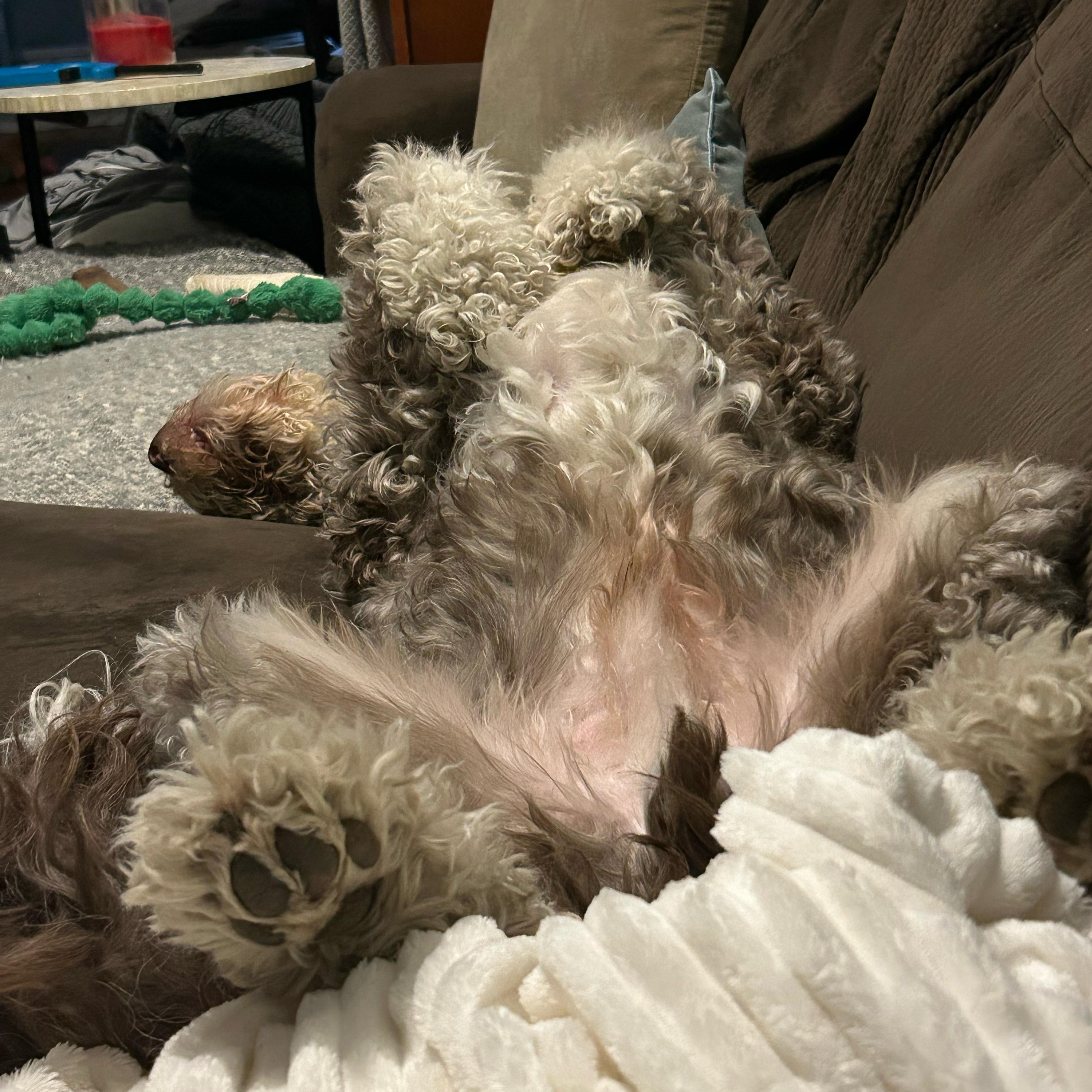 Enlarge Cory, a ADOPTABLE Aussiedoodle in New York, NY image 5/6