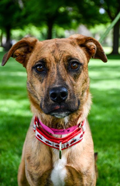 Winnie, Adoptable, Adult Female Boxer & Shepherd.