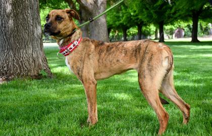 Winnie, Adoptable, Adult Female Boxer & Shepherd.