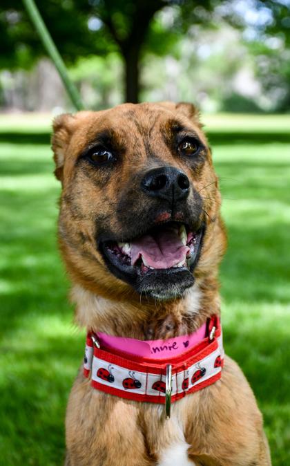 Winnie, a Adoptable mixed breed in Yakima, WA image 3/3