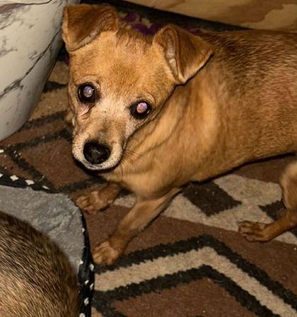 Sissy, Adoptable, Senior Female Chihuahua.