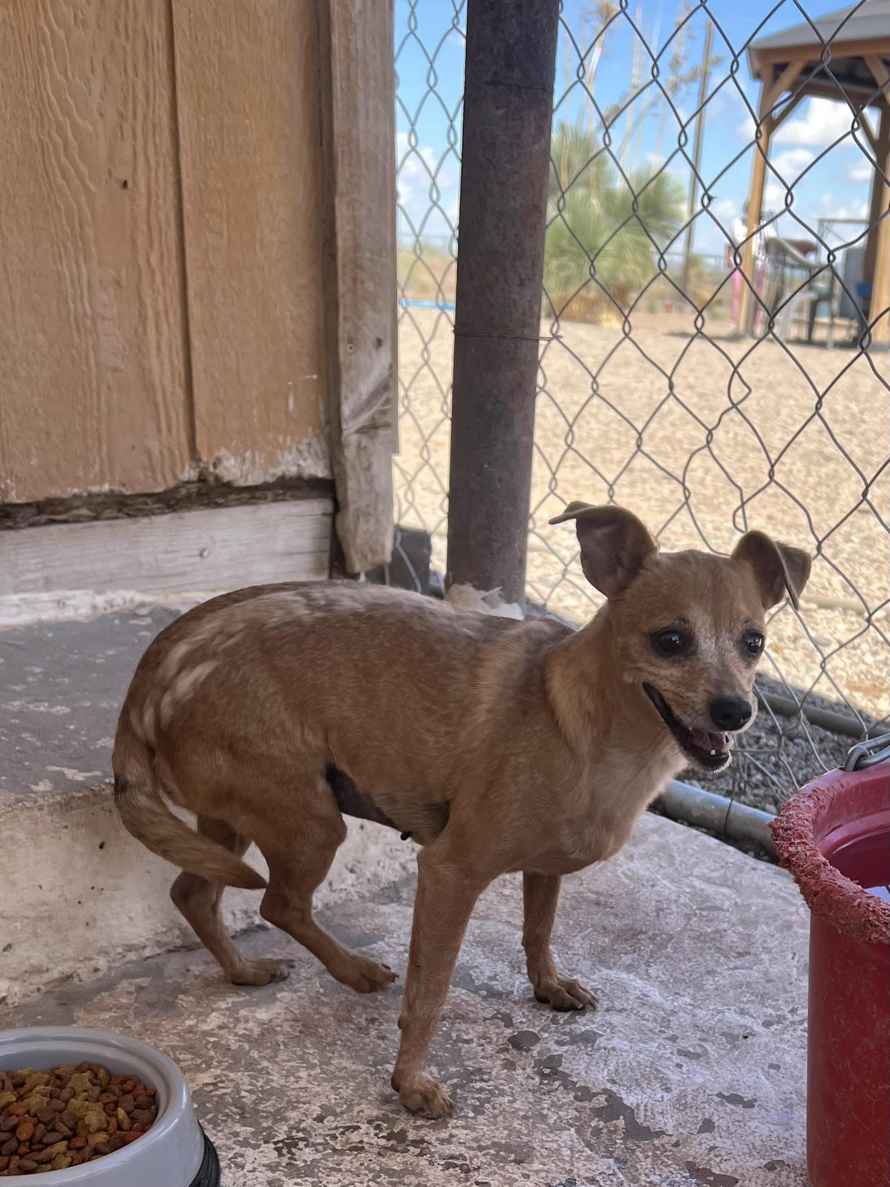 Sissy, a Adoptable Chihuahua in Deming, NM image 1/2