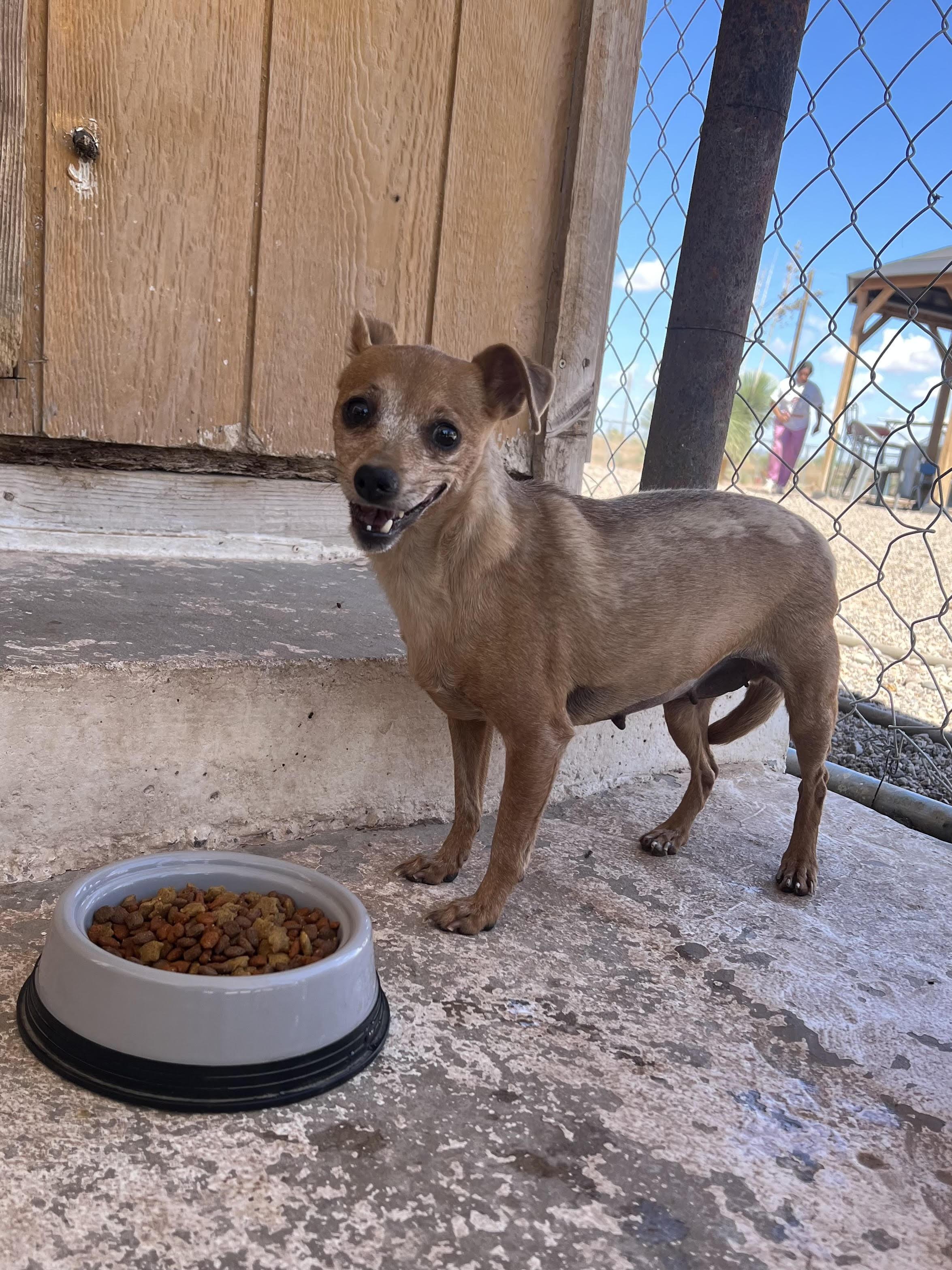 Sissy, a Adoptable Chihuahua in Deming, NM image 2/2