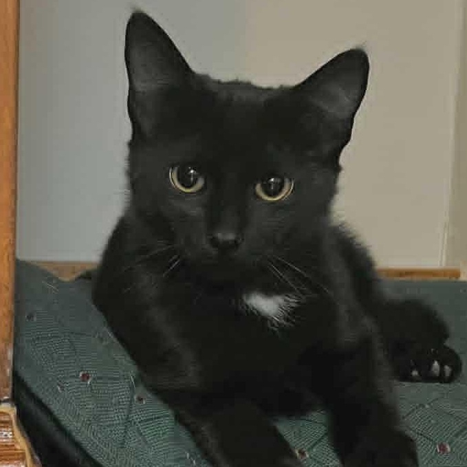 Lleyton, a Adoptable Domestic Short Hair in Watertown, WI image 4/5