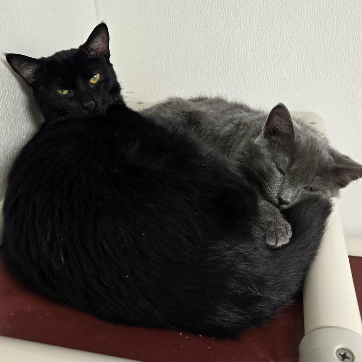 Enlarge Lleyton *With Patrick*, an adopted Domestic Short Hair in Watertown, WI image 2/4