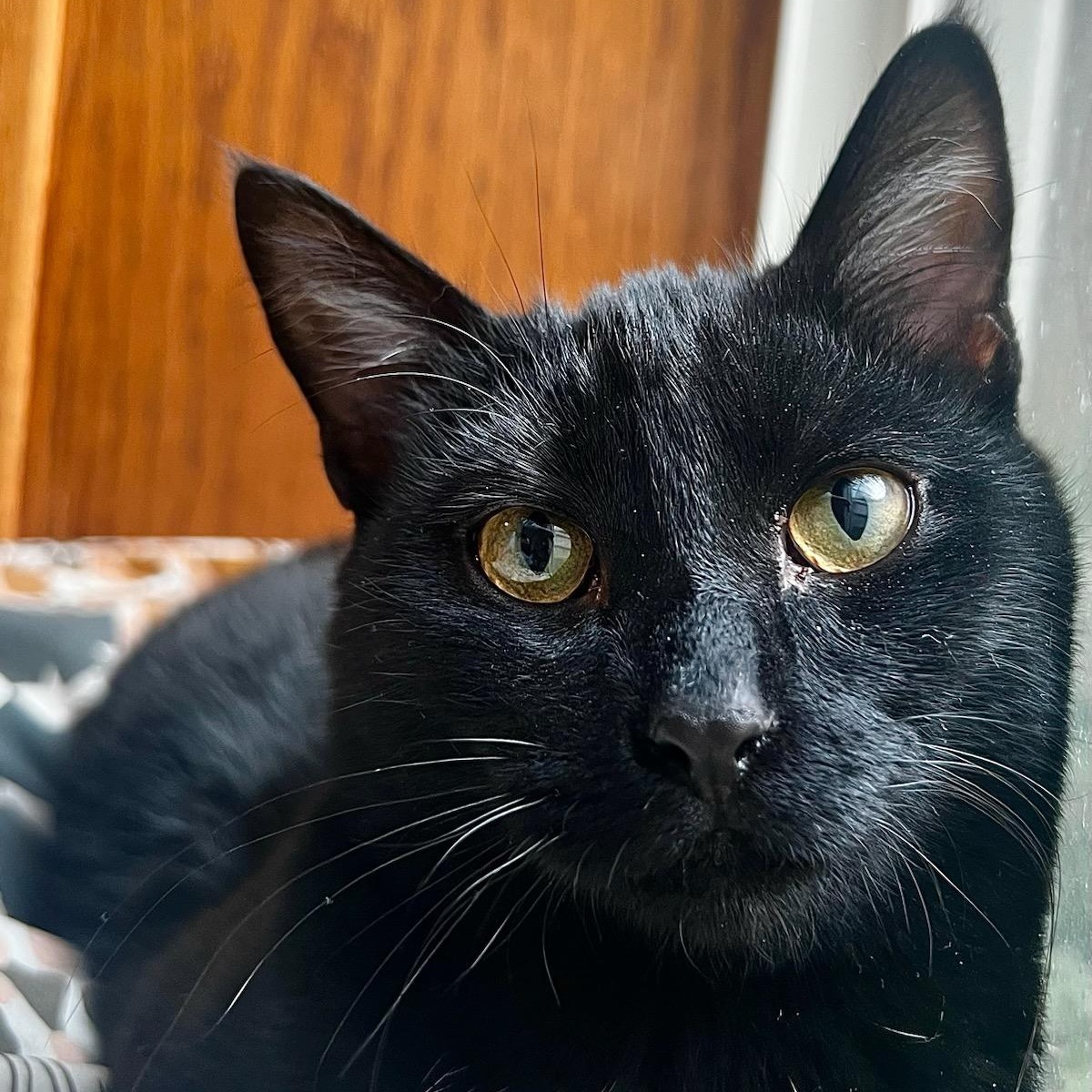 Lleyton, Adoptable, Kitten Male Domestic Short Hair.