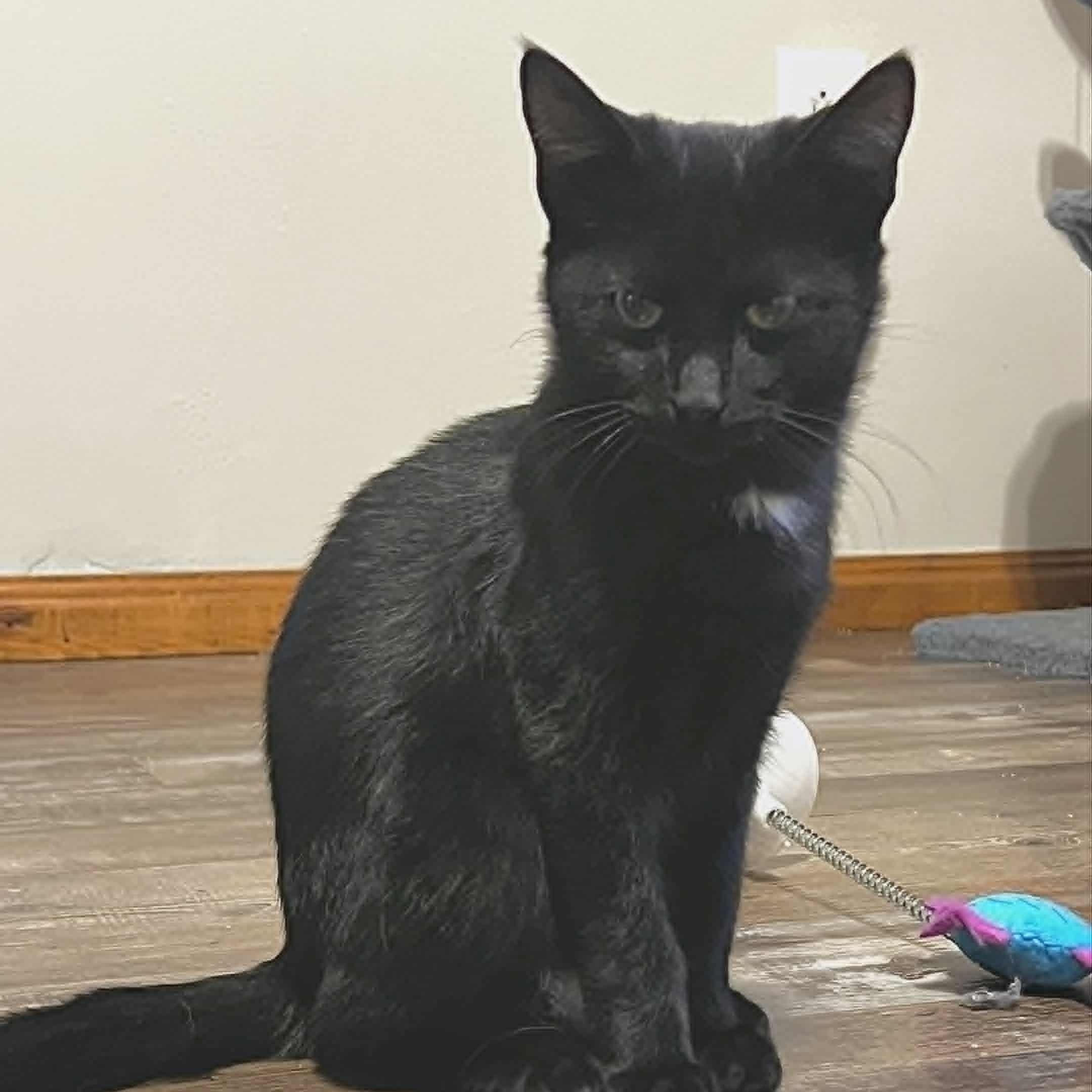 Lleyton, a Adoptable Domestic Short Hair in Watertown, WI image 3/5